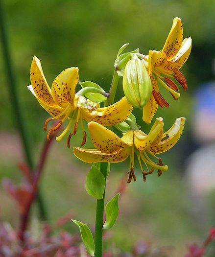 502px-Hanson%27s_Lily_Lilium_hansonii_Flowers_1842px