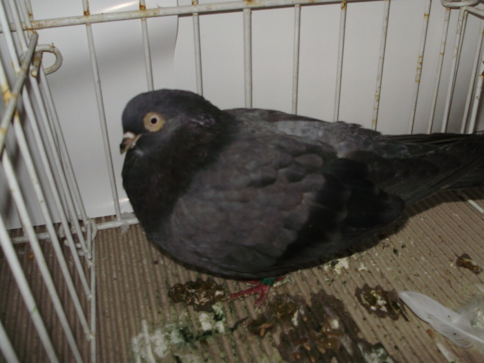 vanat bz 3 - 1509 rom juc 1