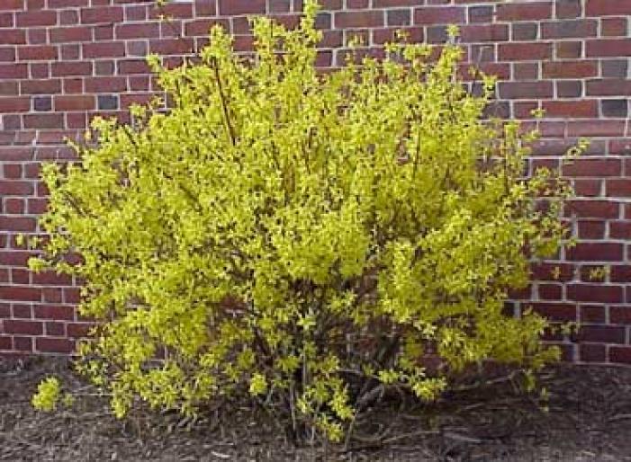 FORSYTHIA INTERMEDIA-FORSITIE - Arbusti