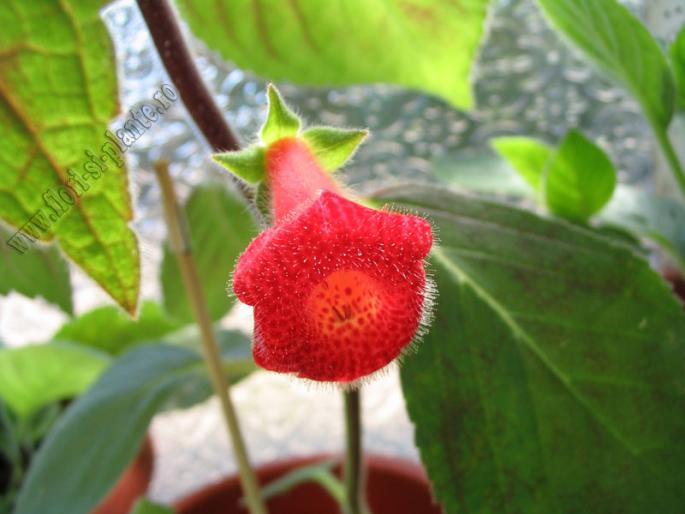 Kohleria Astarte 5