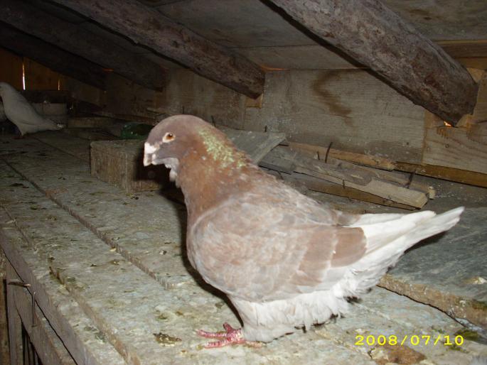 femela 2004 - porumbei voiajori americani si standard romanesc