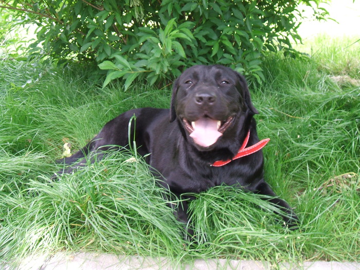 zara - Labrador retriever