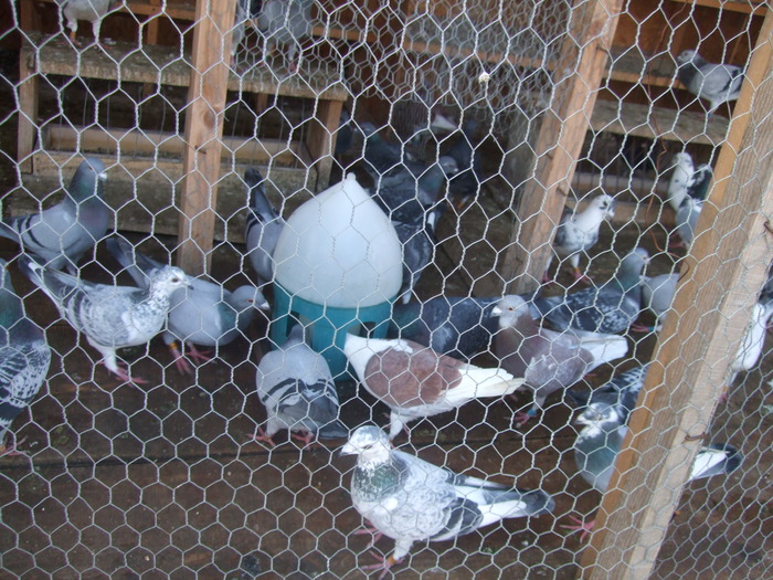 Picture 419 - 2 Porumbeii mei cu care incep anul 2010