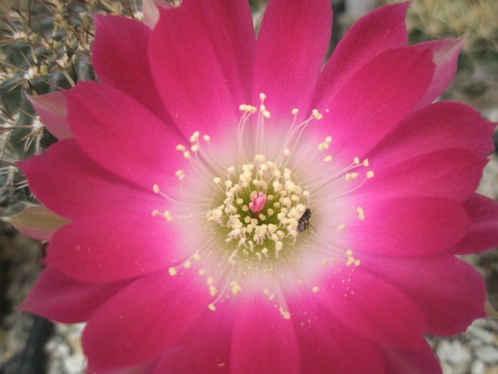 Lobivia zecherii - floare - Lobivia