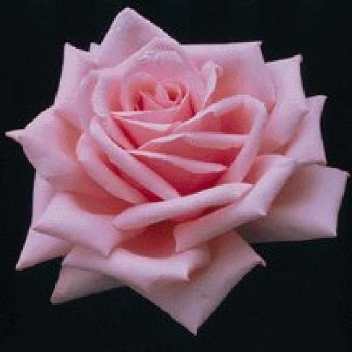 Trandafiri; Trandafiri
