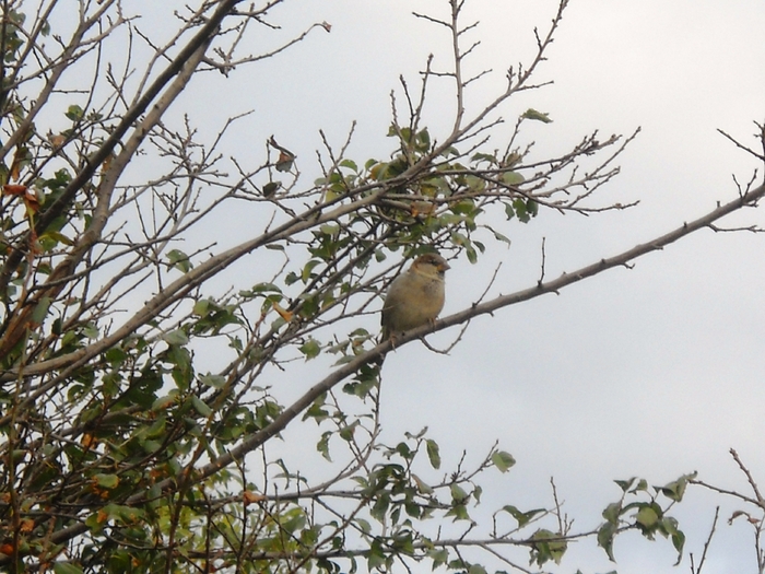 Picture 258 - aspecte insecte si alte vietati de prin paduri si parcuri