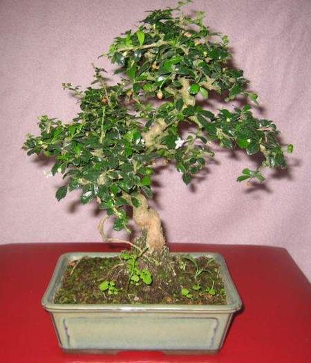 999 - Bonsai