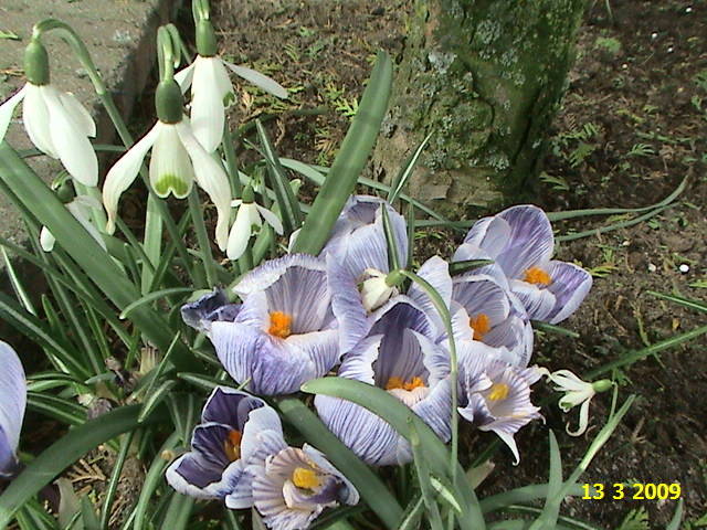 Cocusi si ghiocei 13 mart 2009 - crocus - branduse