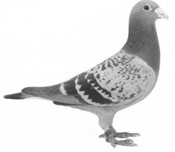 pipit - Culorile porumbeilor