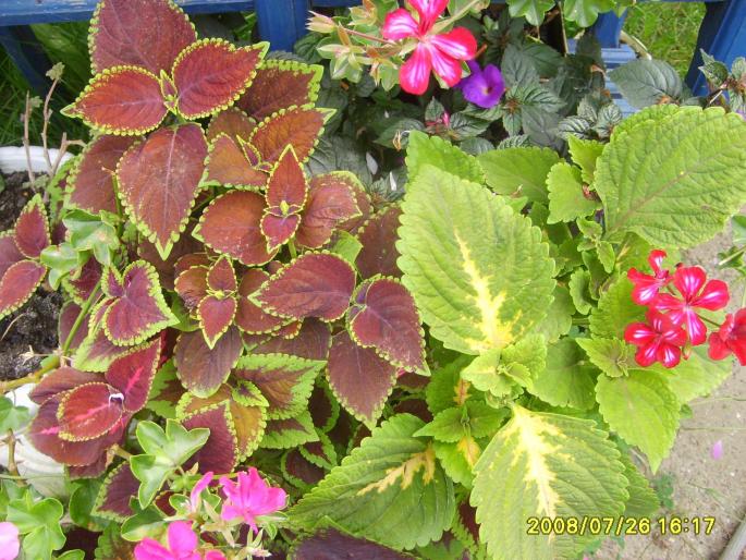 coleus - plante