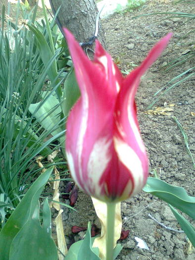  - flori din gradina2009