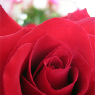 valentine-flower - Rose