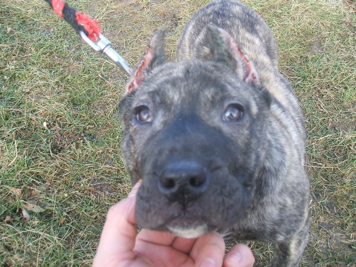 DSCF1323 - snoopyfightdogo  canario