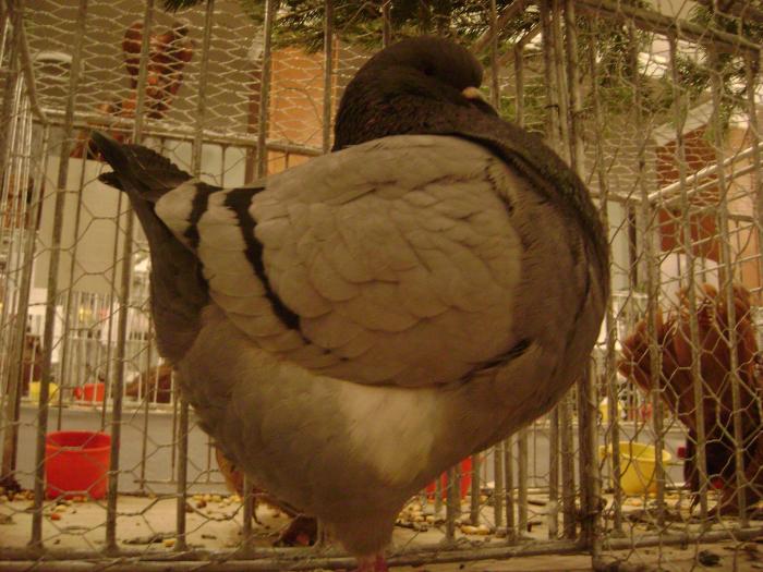 no.1 - expozitia tarnaveni 2009