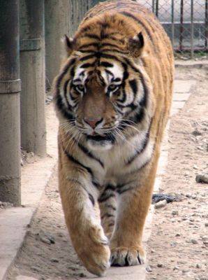 normal_tigru[1] - animale