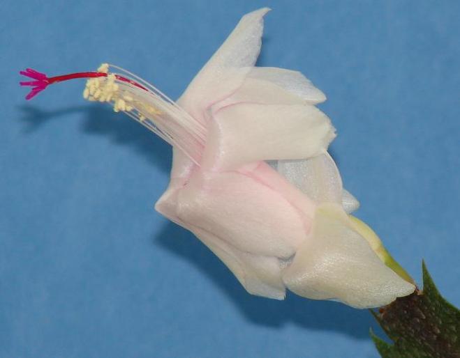 craciunita alba - schlumbergia