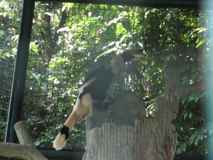 IMG_0059 - 2_1 - Kuala Lumpur Bird Park