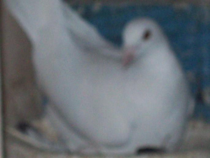 100_2785 - porumbei albi-nunti si ornament