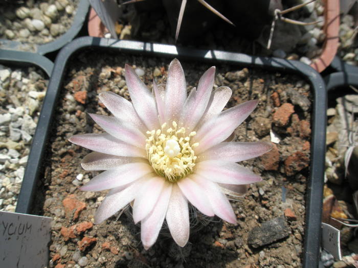 Gymnocalycium bruchii floare - 22.05 - Gymnocalycium