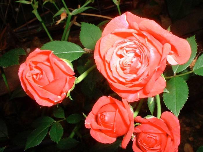 roses4 - Roses