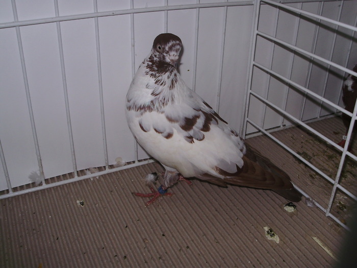 tippler eng 10 - 1509 str 3