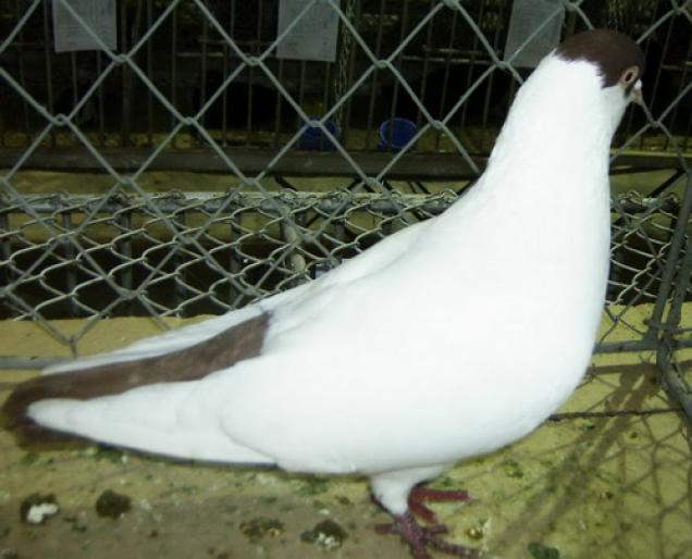 calot  - 1501 Expo Timisoara 2006