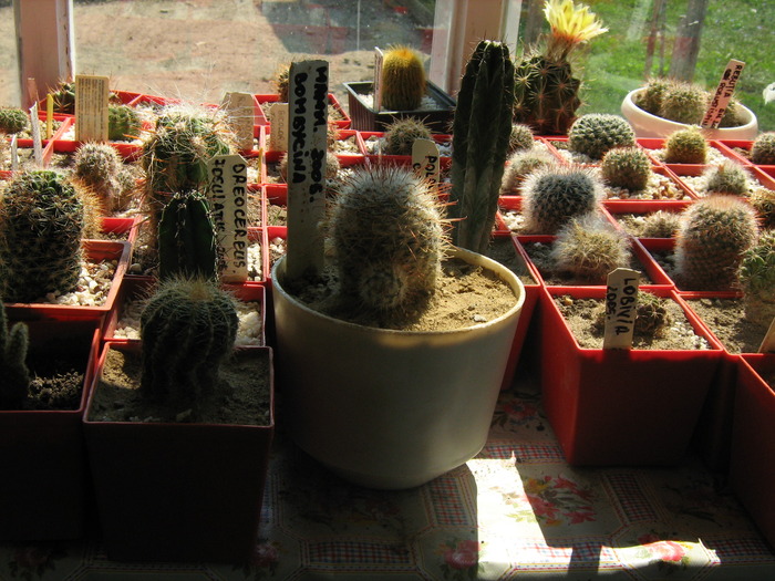 Picture 220 - cactusii mei