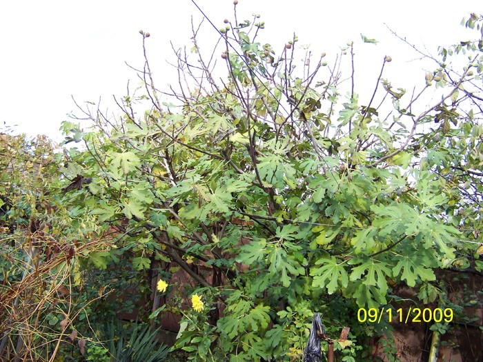 100_4038 - Toamna in curte  Timisoara