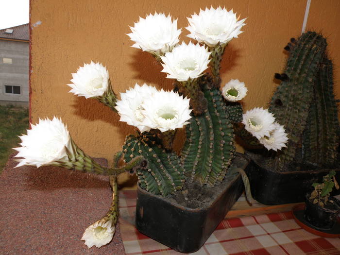 Picture 026 - cactusi