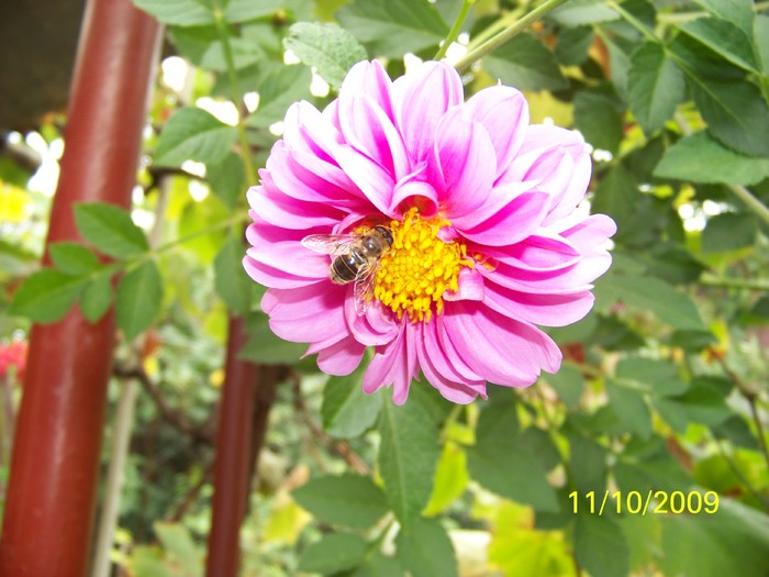 100_2820 - Toamna in curte  Timisoara