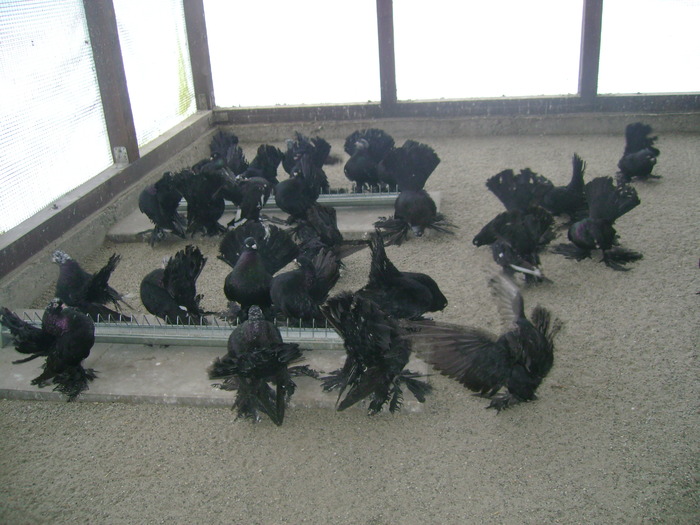 Rostower Positurtummler Silber 030