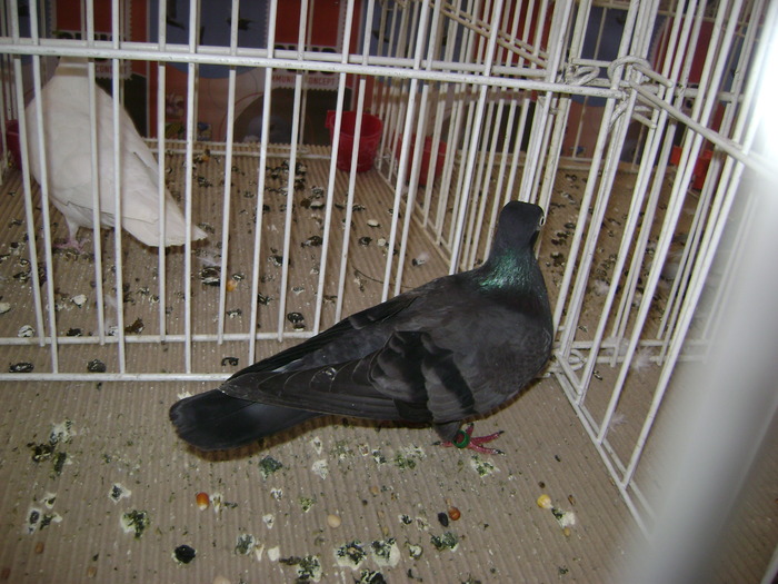 DSC07823 - Expozitie BIstrita 20 12 2009