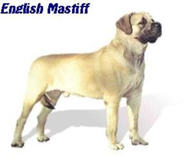 English Mastiff - TOSA INU Origine