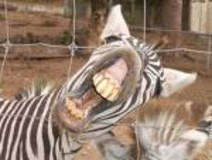 zebra 1 - animale salbatice si cele domestice