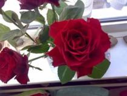 trandafiri rosii - poze trandafiri