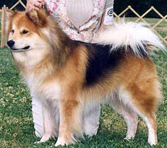 LAPPHUND FINLANDEZ - RASE CAINI