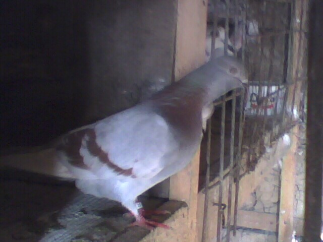 IMG_0565 - 3 Porumbei mei