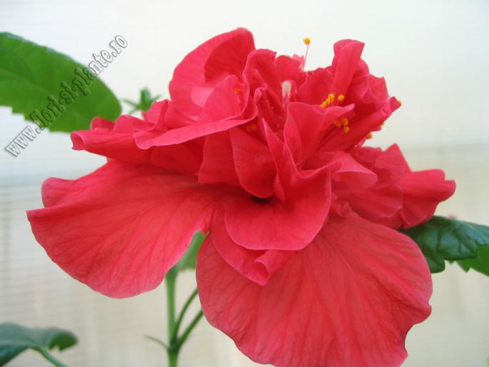 Hibiscus rosu involt 4