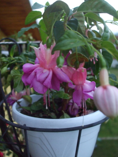 DSCF5806 - fuchsia