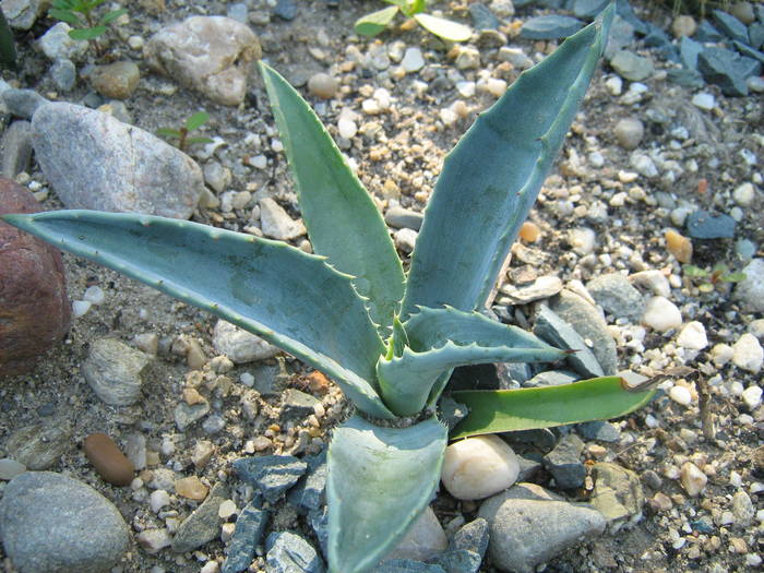 IMG_8146 - Cactusi la mosie 17 iunie 2009
