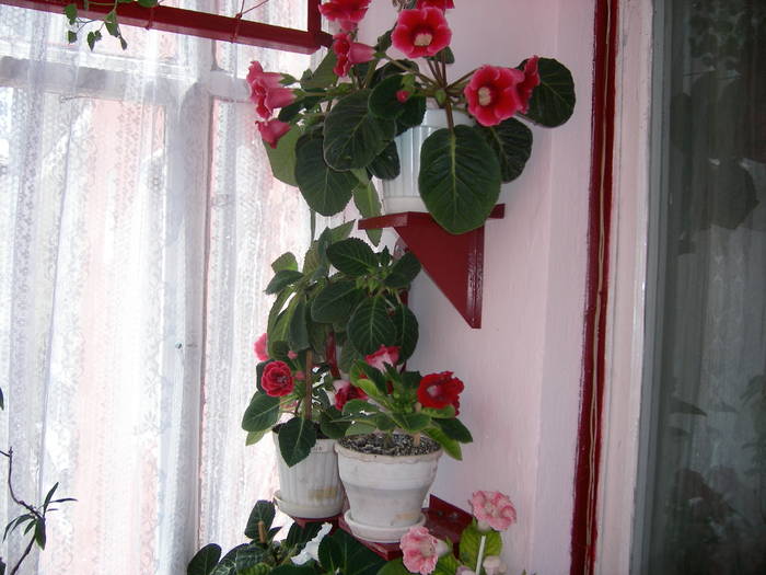 Gloxenii - Flori - 2009