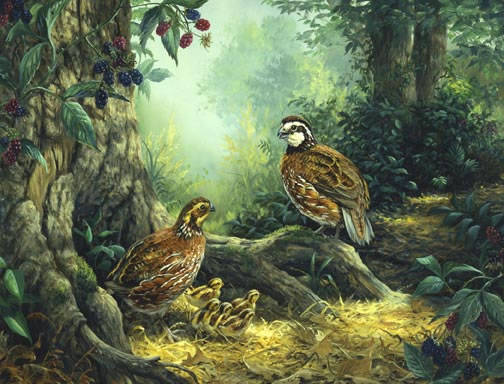 Quail Family_jpg