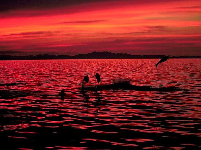 Bottlenose Dolphins - Sea of Cortez, Mexico - 0-Rasarituri_apusuri
