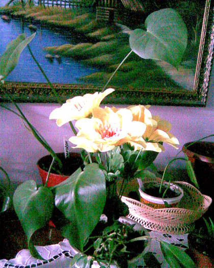 Imag006 - plante 2008