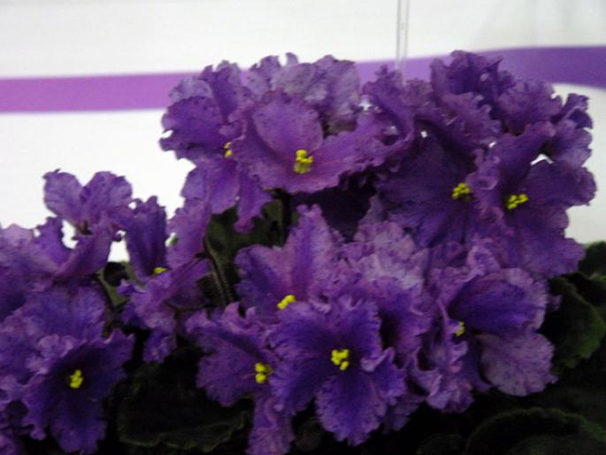 Satin_Bow_2005avsa - violete de pe net 1