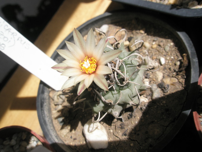 Turbinicarpus hb. (alonzoi) - 20.09