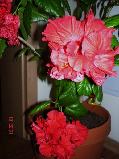 Hibiscus roz batut; Pe o tufa au infloreit 3 boboco odata

