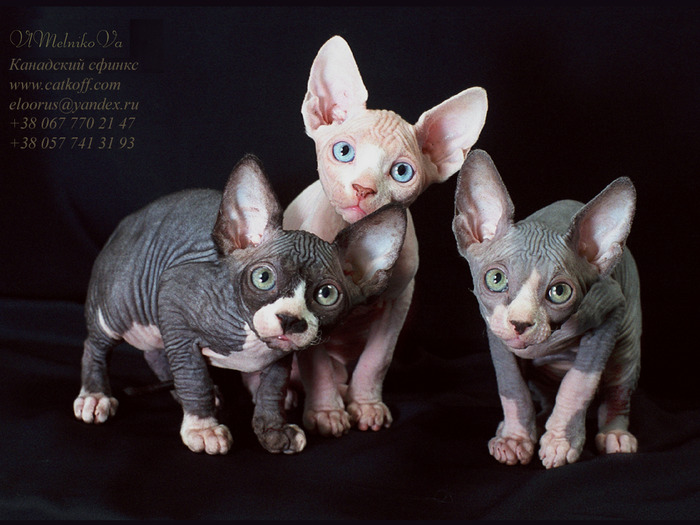 D_277 - Desktop Pisici