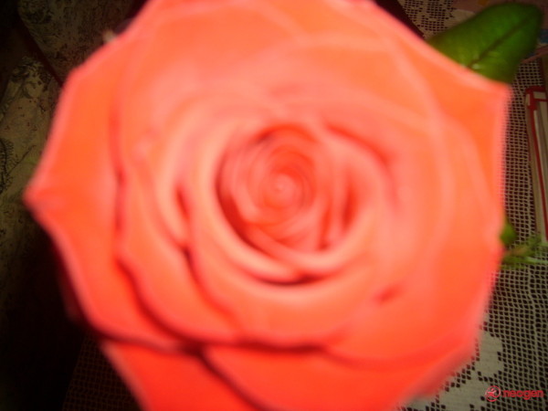 c549cf5d_0050000357681_00_600 - Trandafiri