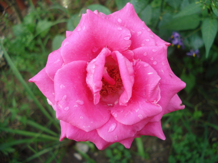 Rose Pink Peace (2009, August 20) - Rose Pink Peace